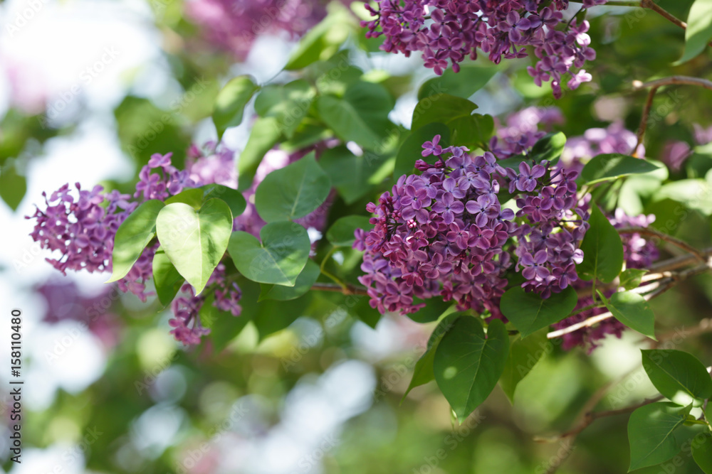 Sticker beautiful lilac bloom on blurred natural background