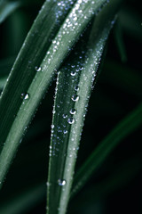 Early dew on the stem of a grass