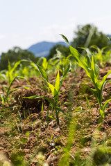 young maize field