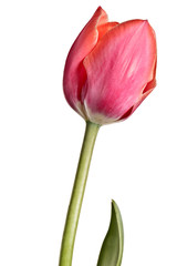 Singlel tulip isolated on a white background