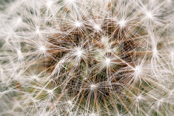 Fototapeta na wymiar Close-up of white dandelion