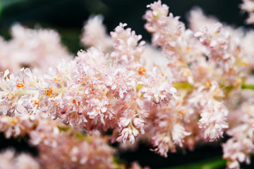 Tiny tender pink flowers on the branch