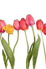 Isolated tulips on a white background