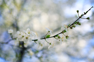toned background spring tree branches with young leaves sun glare blur bokeh
