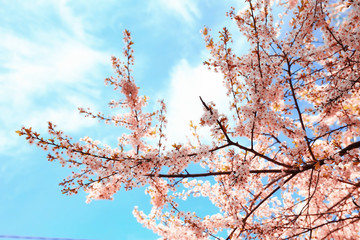 blooming cherry flowers branch