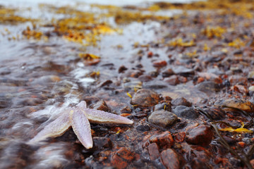 starfish on the shore