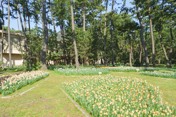 Obraz premium スイセンの花壇