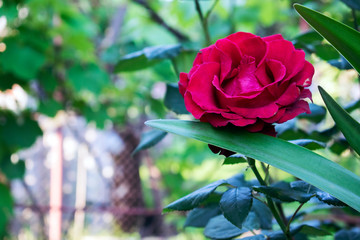  Natural red rose in the garden