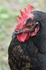 Head and neck of a hen house with black feathers.