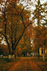 Trees with yellow foliage