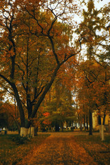Fototapeta premium Trees with yellow foliage