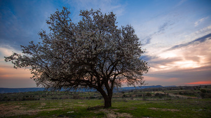 Blossoming almond at sunset. Evening landscape Cyprus