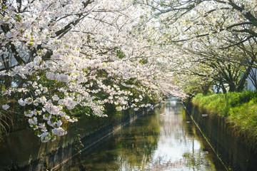Fototapeta na wymiar 水路脇に咲く満開の桜