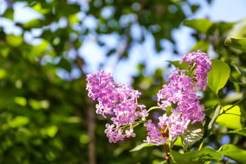 Fototapeta na wymiar Blooming lilac branch on blurred background
