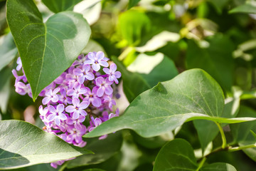 Blooming lilac branch on sunny day