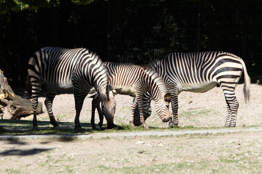 TIERE_2178_Hartmann-Bergzebra