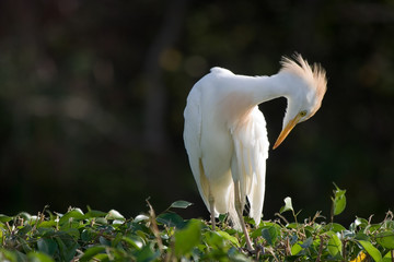 Egret