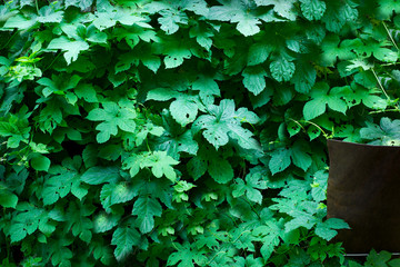 Tiny green leaves background.