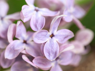 Fototapeta na wymiar Bunch of beautiful lilac flowers, closeup