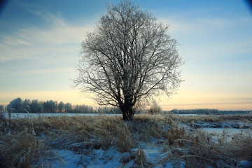 Fototapeta na wymiar tree in a field in winter