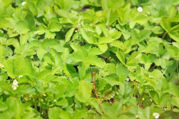 Strawberry bushes, closeup