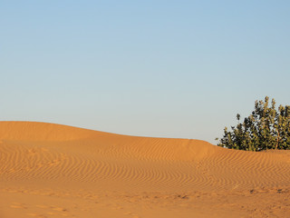 Fototapeta na wymiar busch in der wüste