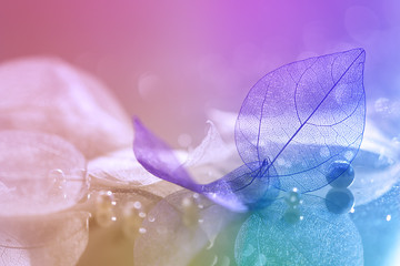 Fototapeta premium Transparent leaves with a beautiful bokeh. Macro of transparent leaves. Multi-colored beautiful background.