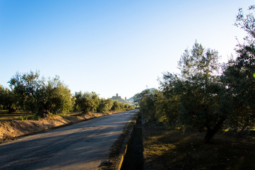 Andalusian landscape with olive trees at sunrise in Spain on a day in spring