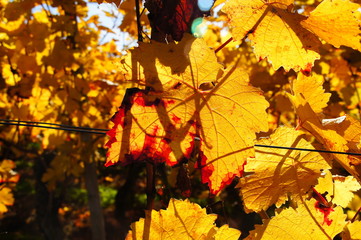 gelb rotes Weinlaub einer Weissweinrebe im Herbst im Gegenlicht
