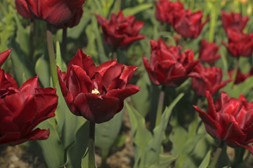Red tulip2