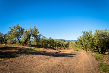 Obraz premium Andalusian landscape with olive trees in Spain on a day in spring