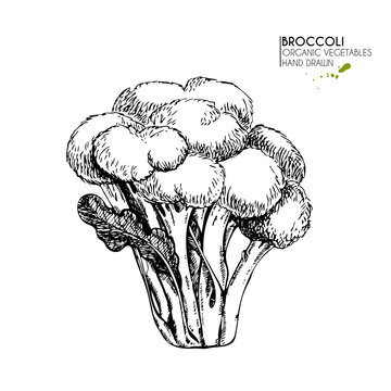 Vector hand drawn set of farm vegetables. Isolated broccoli cabbage. Engraved art. Organic sketched vegetarian objects.