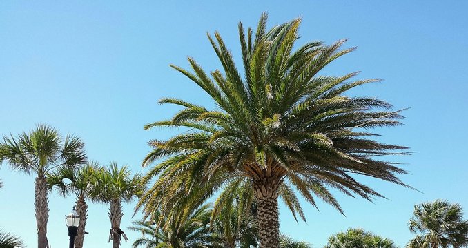 Palm trees on blue sky background in Florida nature