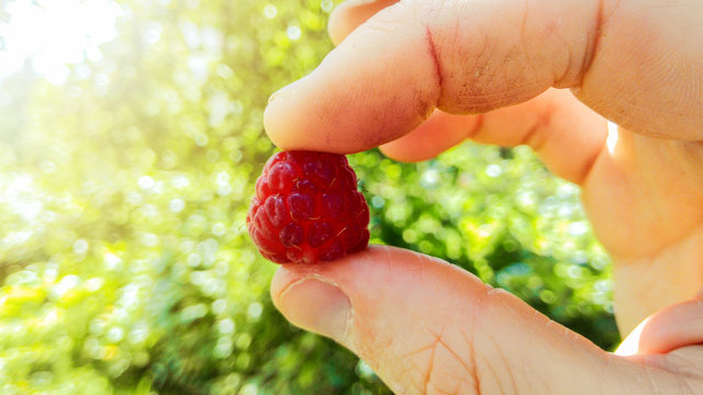 Juicy delicious berry raspberries in a man's hand