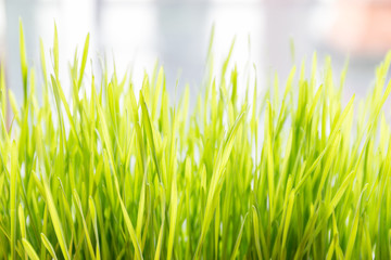 Fresh and young green wheat grass with blurred natural sunlight in background.