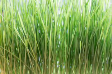 Fototapeta na wymiar Macro view of fresh and young green wheat grass, natural texture concept.