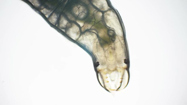 Aquatic insect larvae through a microscope