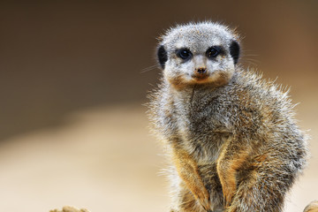 Fototapeta premium The meerkat or suricate (Suricata suricatta) is a small carnivoran belonging to the mongoose family (Herpestidae). It is the only member of the genus Suricata.