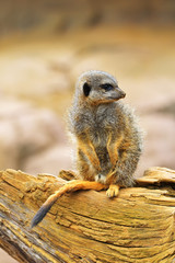 The meerkat or suricate (Suricata suricatta) is a small carnivoran belonging to the mongoose family (Herpestidae). It is the only member of the genus Suricata.