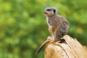 The meerkat or suricate (Suricata suricatta) is a small carnivoran belonging to the mongoose family (Herpestidae). It is the only member of the genus Suricata.