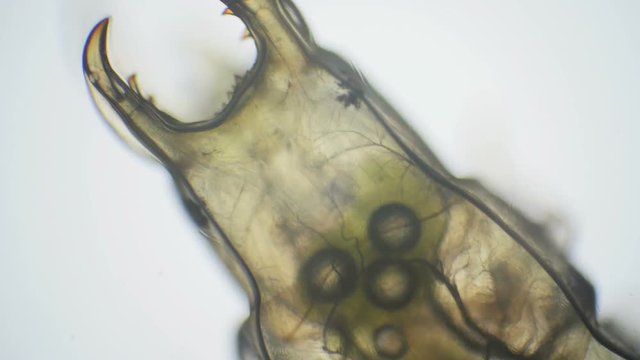 Aquatic insect larvae through a microscope