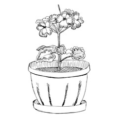 Geranium flower in a pot hand drawn sketch vector illustration