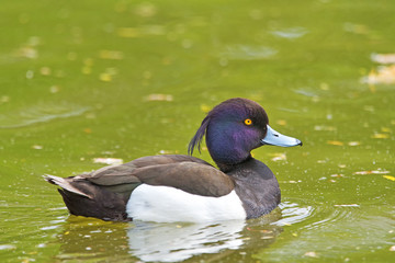 duck in natural habitat (aythya fuligula)