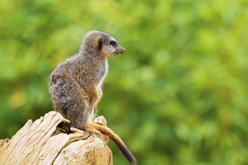 The meerkat or suricate (Suricata suricatta) is a small carnivoran belonging to the mongoose family (Herpestidae). It is the only member of the genus Suricata.