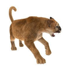 3D Rendering Big Cat Puma on White