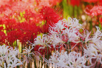 紅白の彼岸花