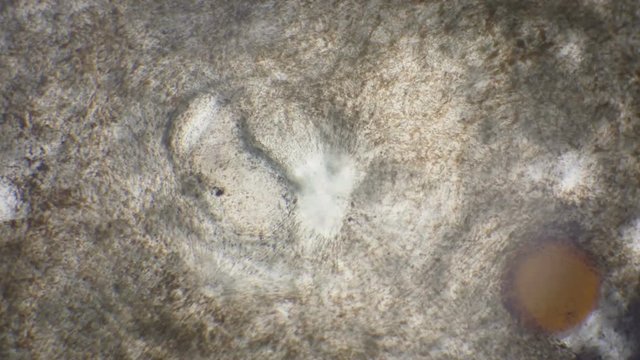 Body of a living leech worm under the microscope