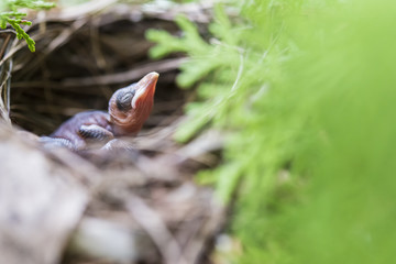 Newborn bird on the nest.Wild life concept.