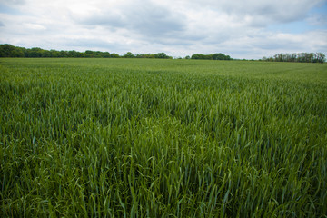 A young wheat field still green in the French countryside