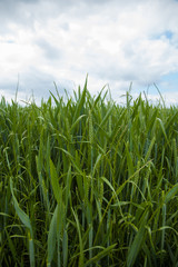 A young wheat field still green in the French countryside